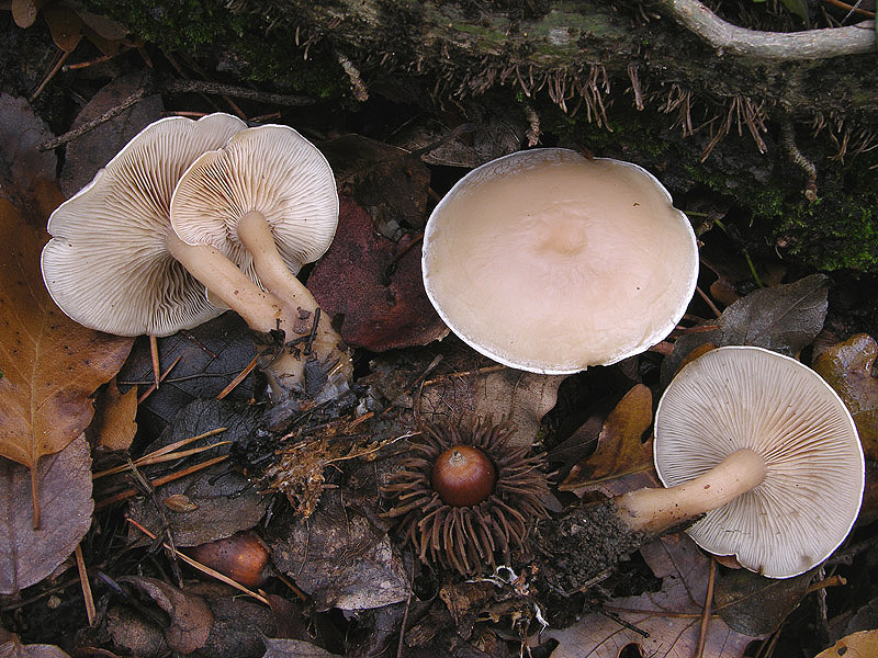 Clitocybe da determinare.